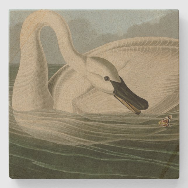 Trumpeter Svan - från Audubon's Birds of America Stenunderlägg (Framsidan)