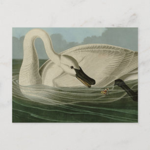 Trumpeter Svan - från Audubon's Birds of America Vykort