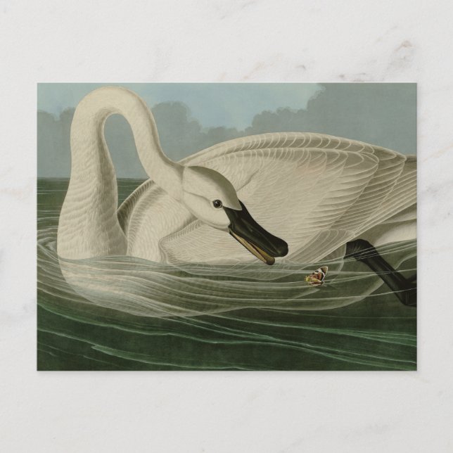 Trumpeter Svan - från Audubon's Birds of America Vykort (Framsida)