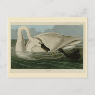 Trumpeter Svan - från Audubon's Birds of America Vykort
