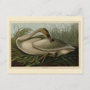 Trumpeter Svan - från Audubon's Birds of America Vykort