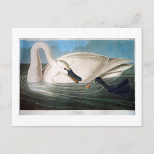 Trumpeter Svan, John James Audubon Fine Art Vykort
