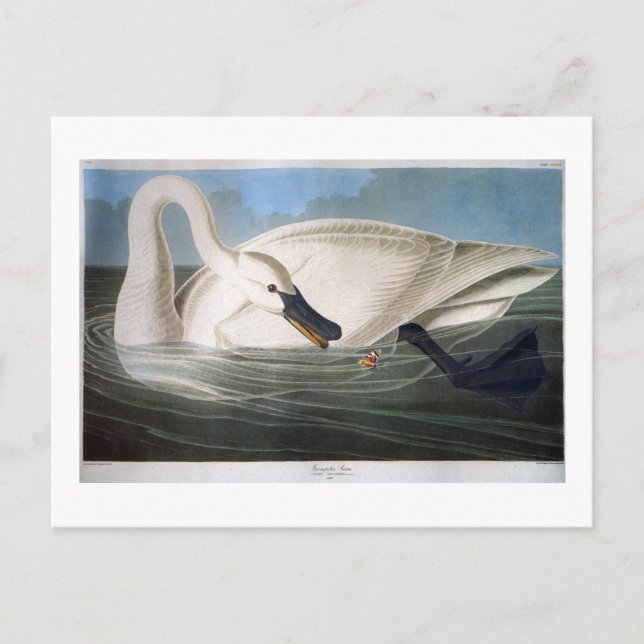 Trumpeter Svan, John James Audubon Fine Art Vykort (Framsida)