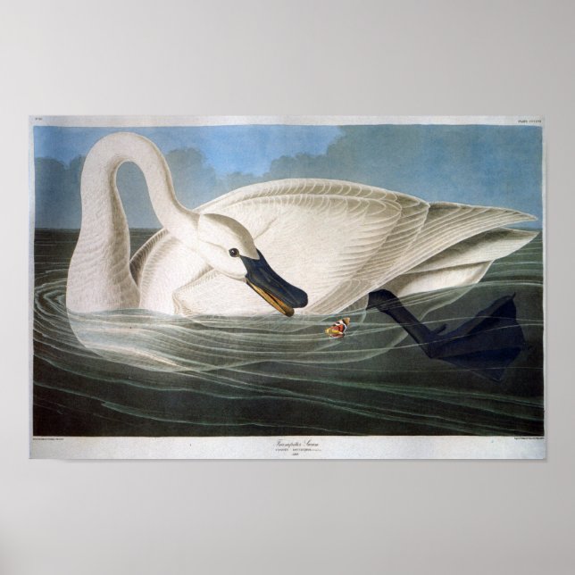 Trumpeter Svan, John James Audubon Poster (Framsidan)