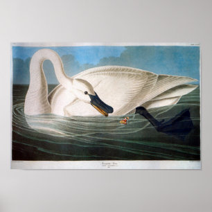 Trumpeter Svan, John James Audubon Poster