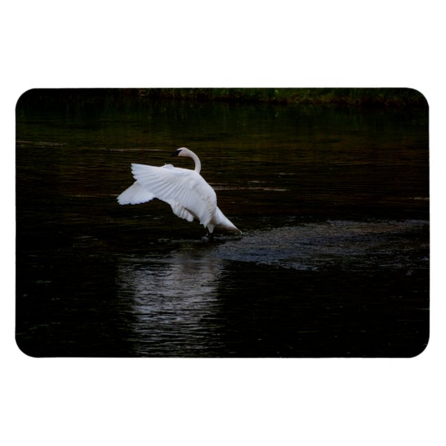 Trumpeter Svan Magnet (Horisontell)