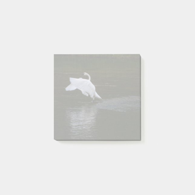 Trumpeter Svan Post-it Block (Framsida)