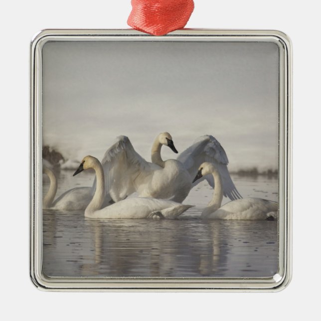 Trumpeter Svanar i Madison River på vintern Julgransprydnad Metall (Framsidan)