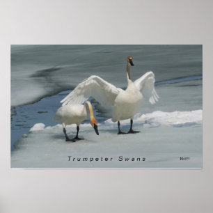 Trumpeter Svanar i norra Michigan Poster