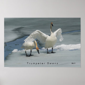 Trumpeter Svanar i norra Michigan Poster