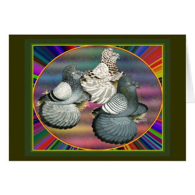 Trumpeters Pigeons Three OBS Kort (Framsidan Horizontal)