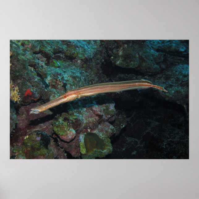 Trumpetfish II Poster (Framsidan)