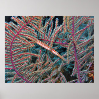 Trumpetfish in the Coral Poster