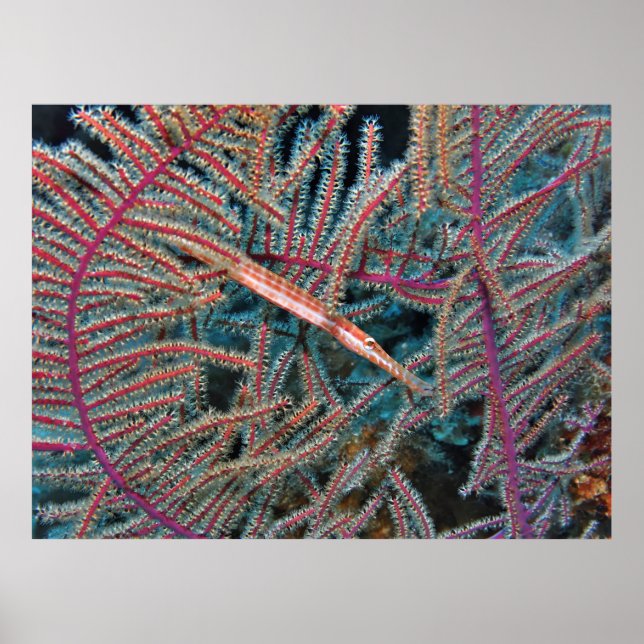 Trumpetfish in the Coral Poster (Framsidan)