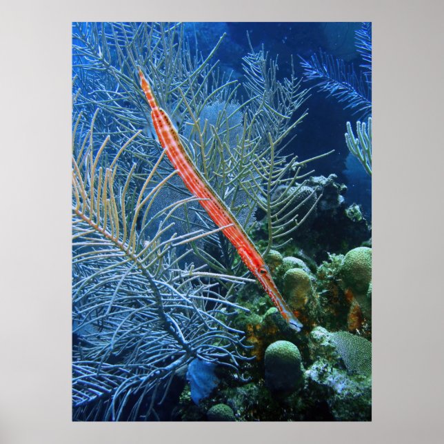 Trumpetfish in Utila Poster (Framsidan)