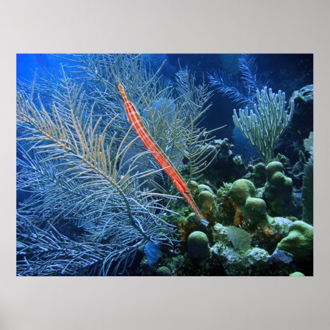 Trumpetfish in Utila Poster (Framsidan)