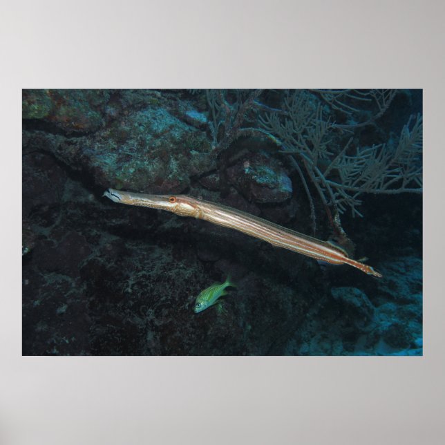 Trumpetfish Poster (Framsidan)