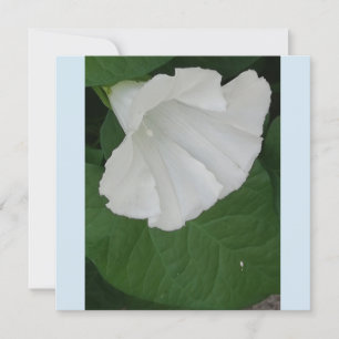 Trumpetformad vit blomma inbjudningar