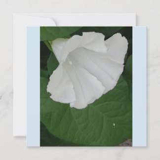 Trumpetformad vit blomma inbjudningar