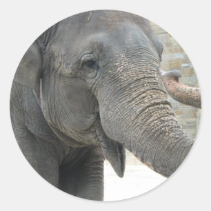 Trumpeting Elephant Sticker Runt Klistermärke
