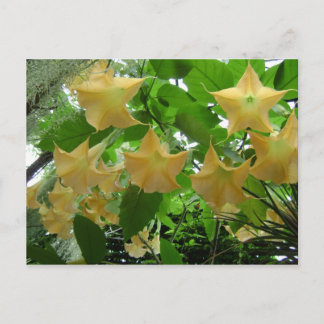 Trumpets Flowers Vykort