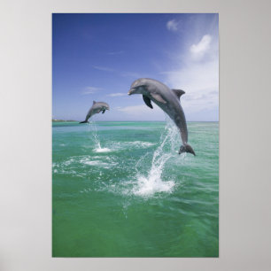 Truncatus) för BottlenosedelfinTursiops 4 Poster