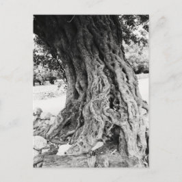 Trunk of Old Olive träd in Greece-foto Vykort