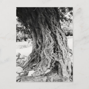 Trunk of Old Olive träd in Greece-foto Vykort