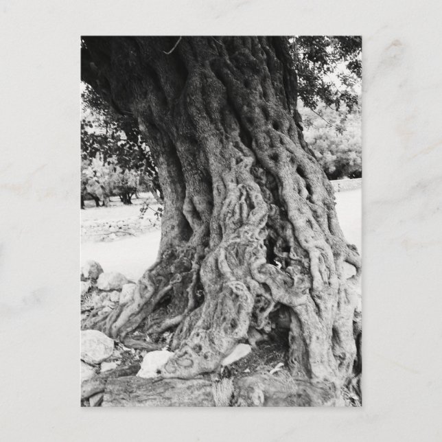 Trunk of Old Olive träd in Greece-foto Vykort (Framsida)