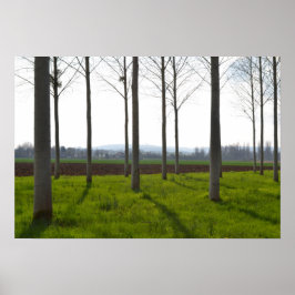 Trunkar från träd och landsbygden i Fransk Poster