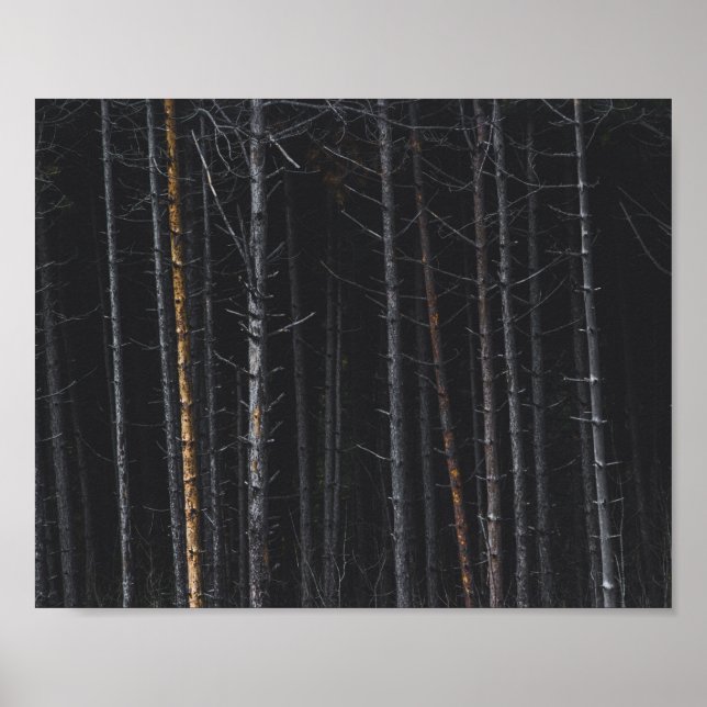 Trunkerna silver och guld träd poster (Framsidan)