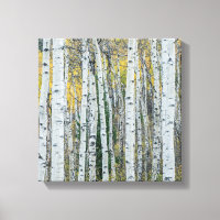 Trunks aspen Träd | Aspen, Colorado