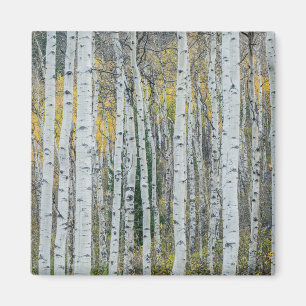Trunks aspen Träd Aspen, Colorado Magnet