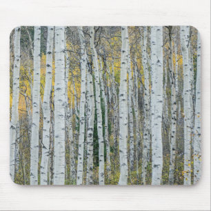 Trunks aspen Träd Aspen, Colorado Musmatta