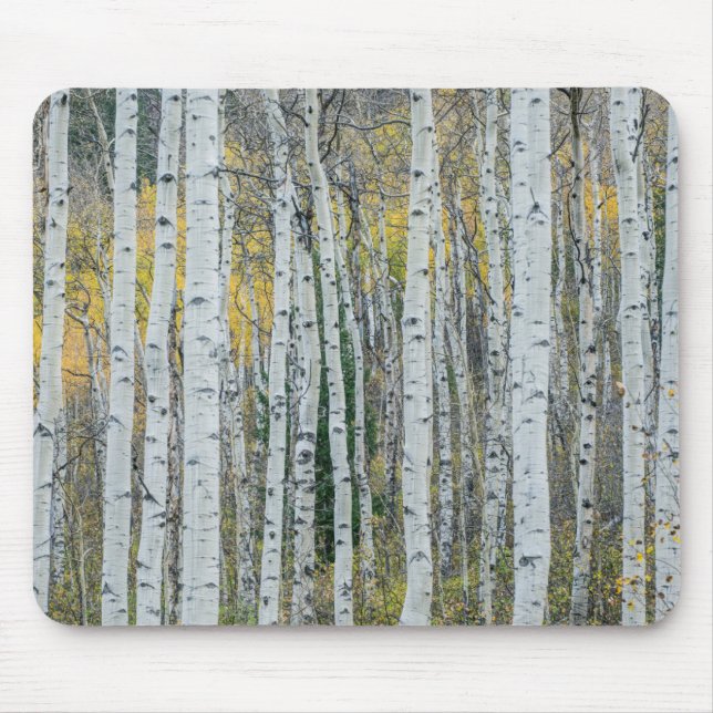 Trunks aspen Träd | Aspen, Colorado Musmatta (Framsidan)