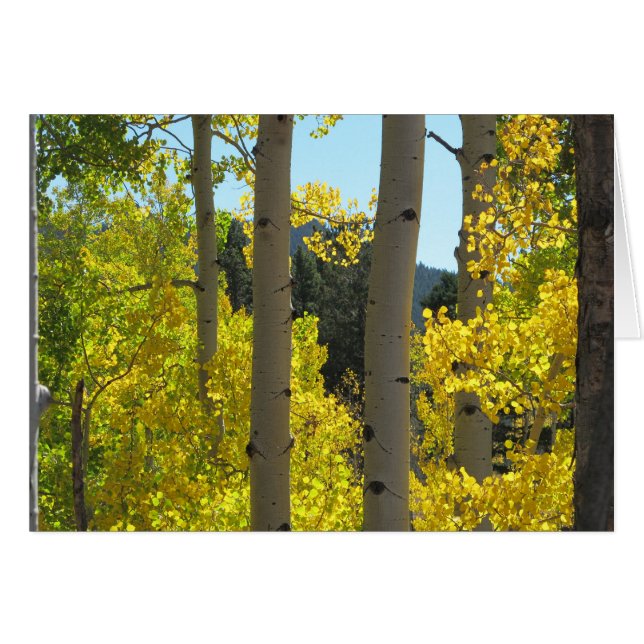 Trunks aspen Träd i Golden Grove Hälsningskort (Framsidan Horizontal)