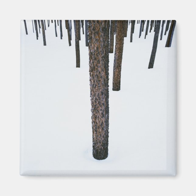 Trunks träd i Snö Magnet (Framsidan)