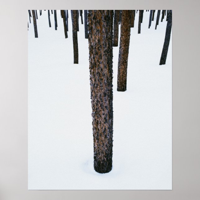 Trunks träd i Snö Poster (Framsidan)