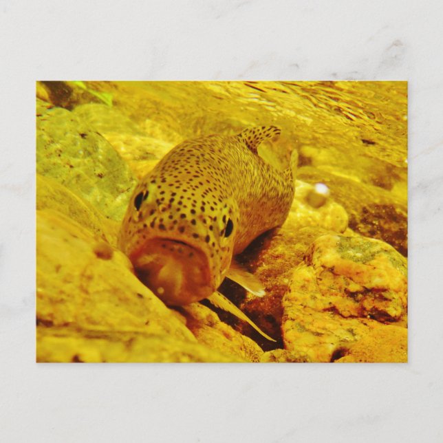 Trut i ström vykort (Framsida)