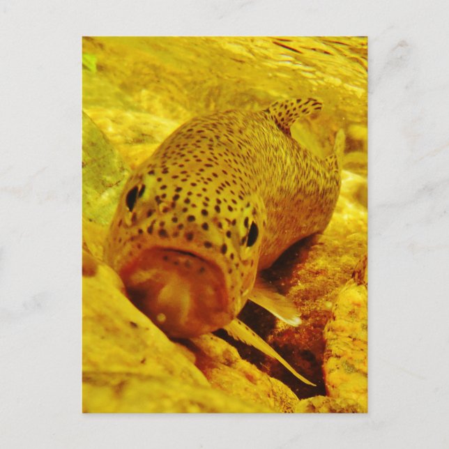 Trut i ström vykort (Framsida)