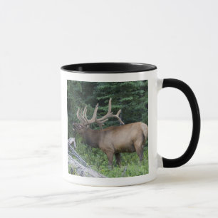 Trutande älg i Banff National Park, Kanada. Mugg