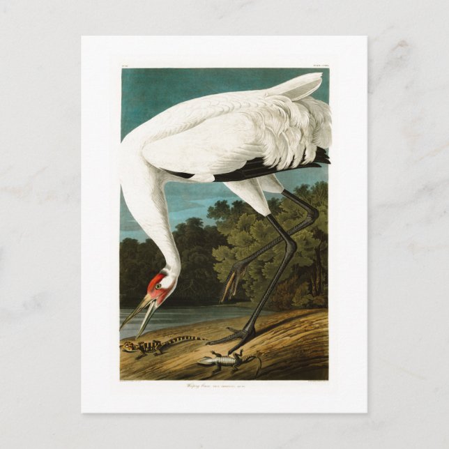 Trutgrävling John James Audubon Amerikas fåglar Vykort (Framsida)