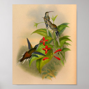 Tryck 1861 för vintageenslingHummingbird