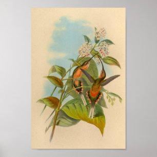 Tryck 1861 för vintageenslingHummingbird