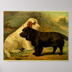 Tryck 1881 för vintagefältSpaniels
