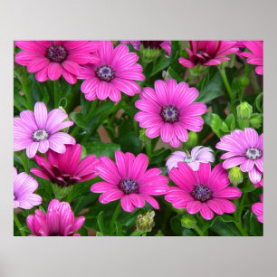 Tryck/affisch för Cranesbill pelargon (rosa Poster