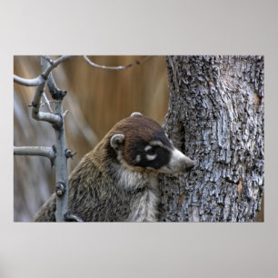 Tryck: Coatimundi #2 Poster
