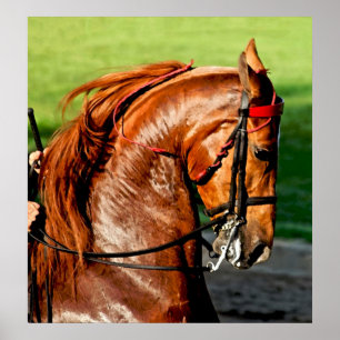 Tryck för affisch för amerikanSaddlebred häst