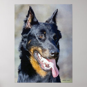 Tryck för affisch för Beauceron hundporträtt