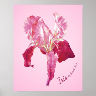 Tryck för affisch för flaggaIris (rött och rosa)